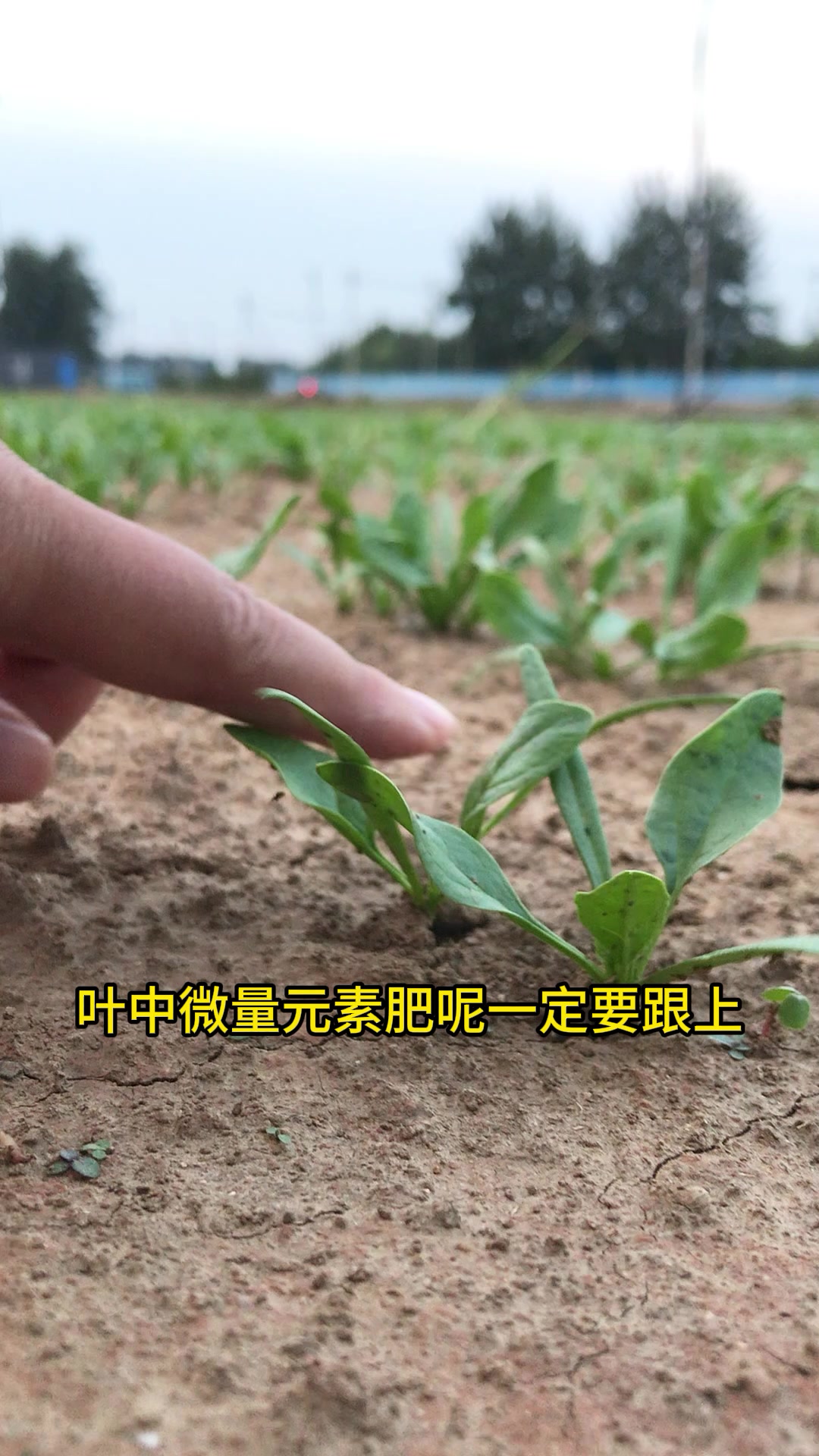 菠菜出苗后  一定要科学管理 这三点很重要