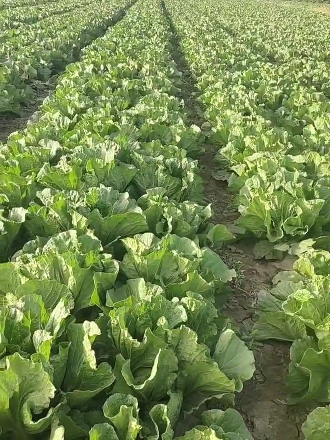 无公害小白菜春季种植管理要点