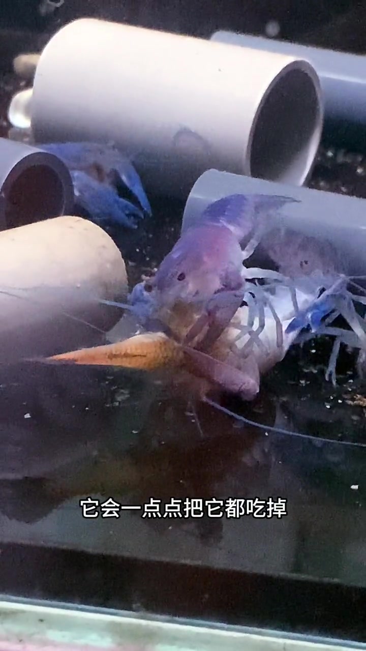 龙虾好看,但是怎么养呢?