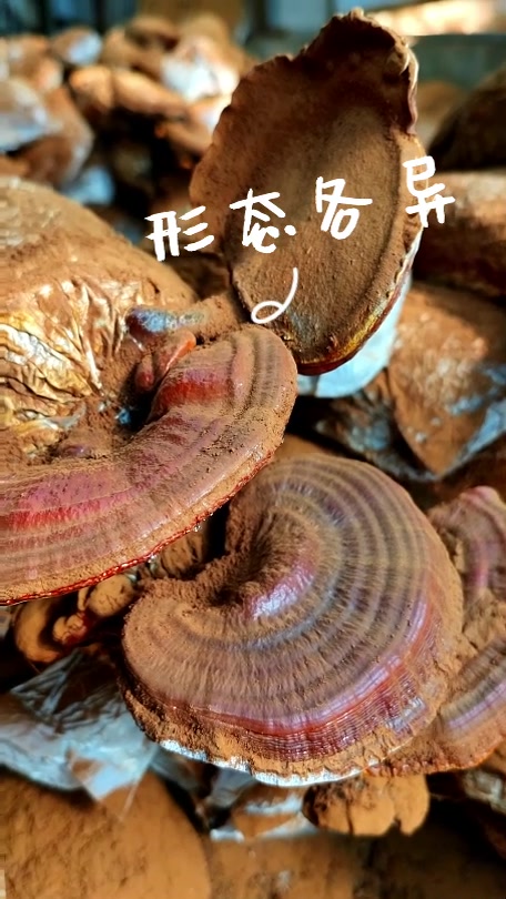 乡村行·看振兴|衡水高新区:灵芝进大棚 “仙草”变盆景