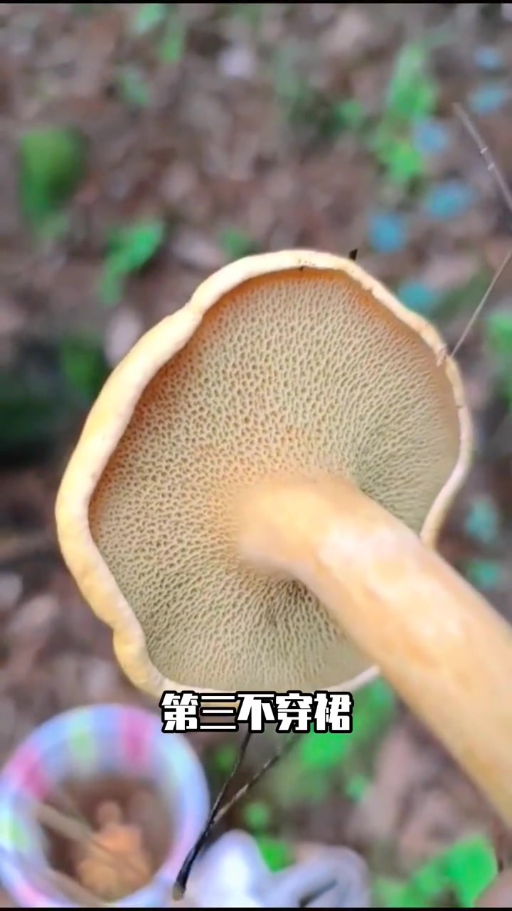 头戴黏帽的毒蘑菇:松林乳牛肝菌 萌知计划 科普 毒蘑菇 野生菌 采蘑菇