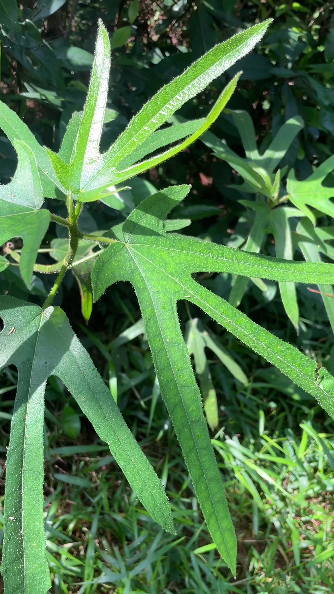 五指毛桃的功效与作用