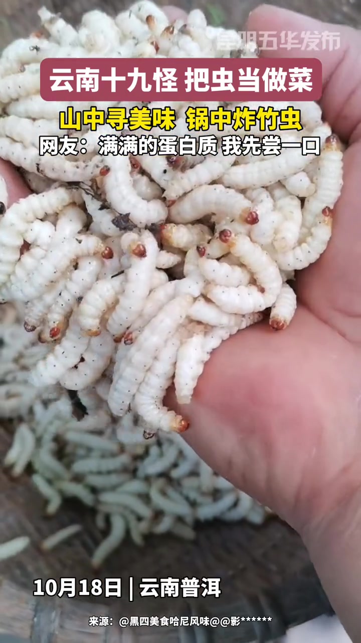 云南十九怪 把虫当做菜 虫子美食 云南菜真的被低估了 令人不敢尝试的奇葩美食 有一种叫云南