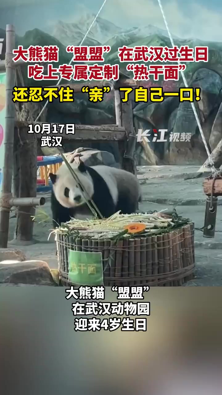 「4岁啦!大熊猫盟盟过生日吃到竹笋热干面 大熊猫盟盟忍不住亲了自己一口」10月17日,大熊