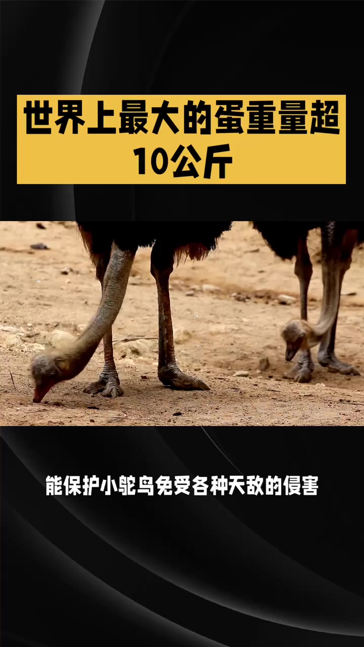 世界上最大的鸵鸟蛋
