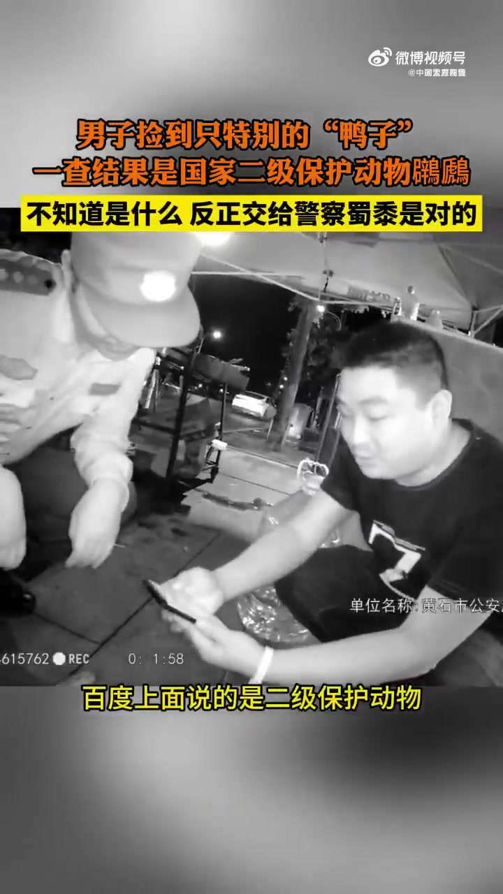 「男子捡到野鸭子一搜竟是国保鸊鷉」近日,湖北黄石的沈先生在回家路上发现一直特别的“鸭子”,