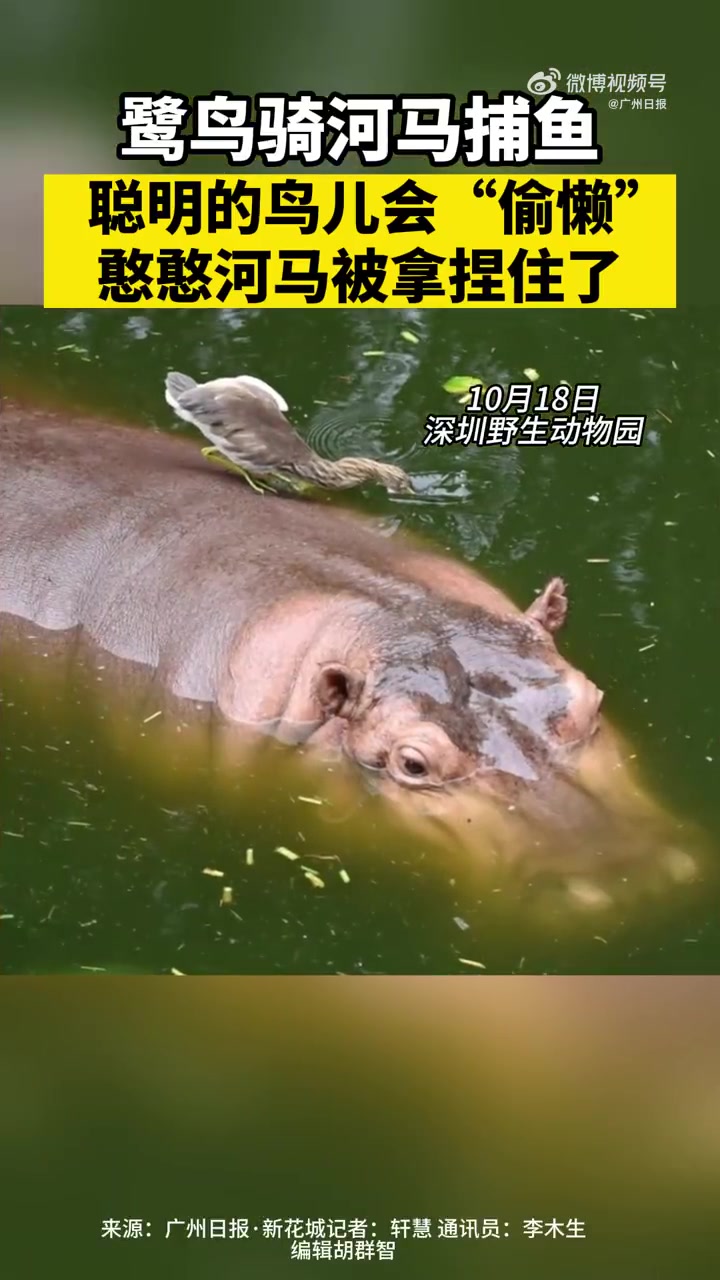 「深圳 野生鹭鸟捕鱼把动物园河马当坐骑:起初河马不愿意,但鹭鸟是“厚脸皮”「笑哭」」当野生