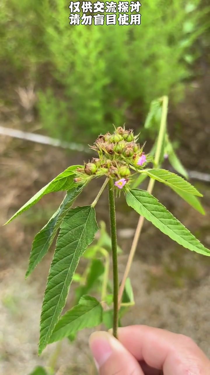 鲫鱼草、赛葵,你们那叫什么?青草 识百草 大自然的馈赠 户外