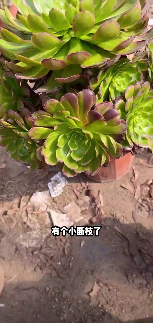 双头以上大棵控养吉娃娃左下角小黄车可以下单
