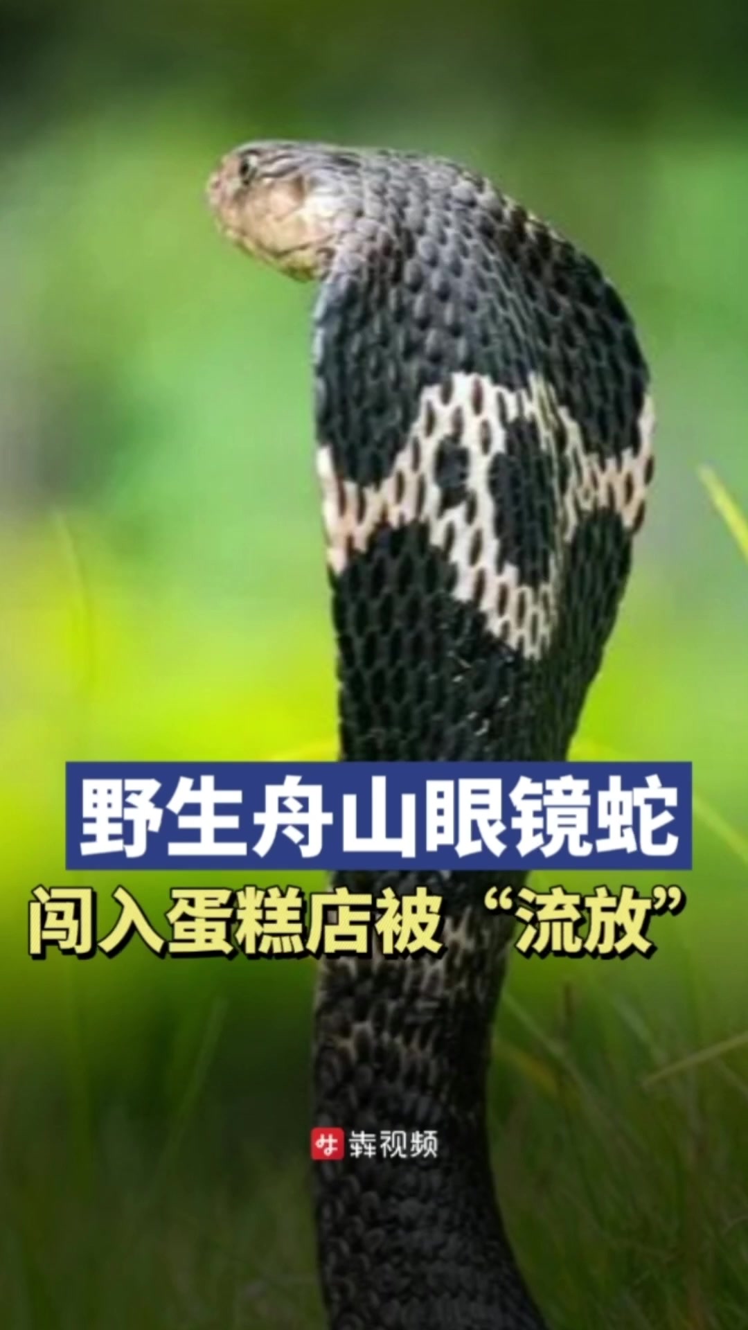 舟山眼镜蛇闯入蛋糕店,被“流放”至百公里外