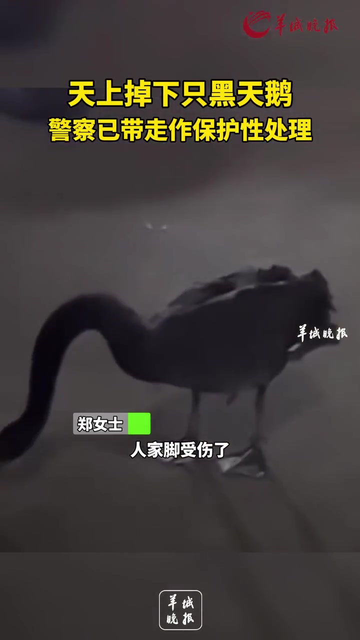 天上掉下只黑天鹅,警察已带走作保护性处理