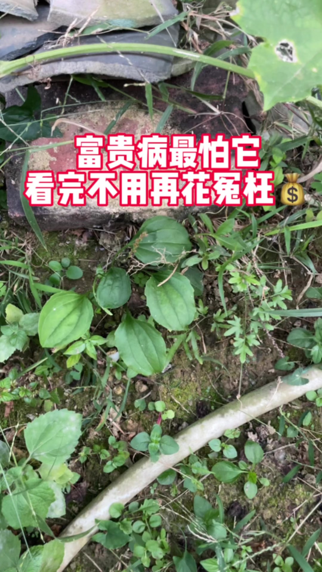 车前草的功效与作用