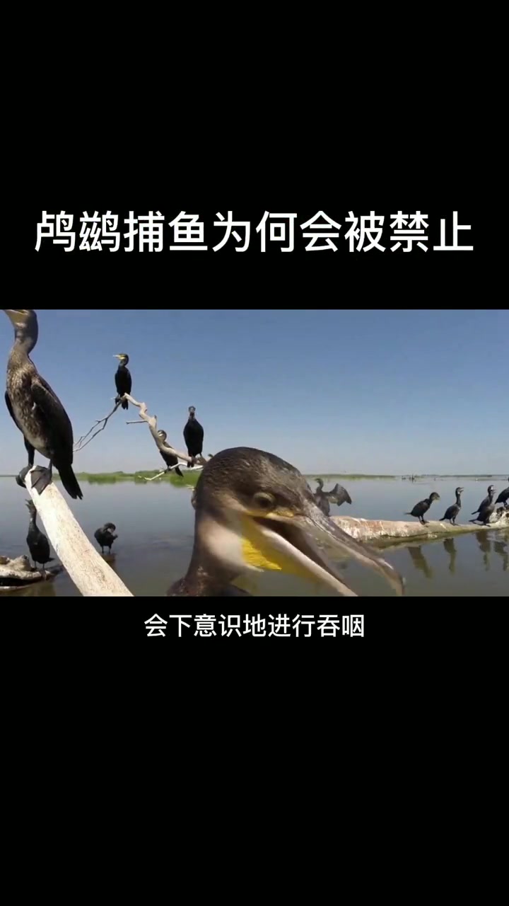 鸬鹚捕鱼为何会被禁止?鸬鹚 生态 鱼类