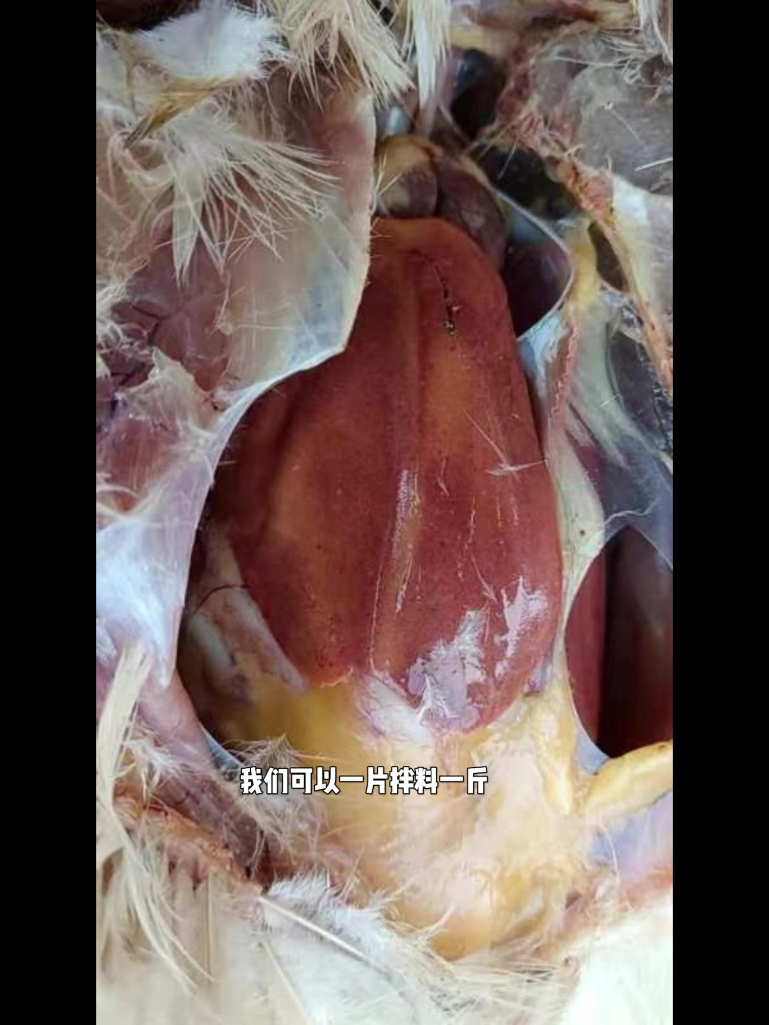 霍乱怎么治?常见鸡病用药方案免费送!