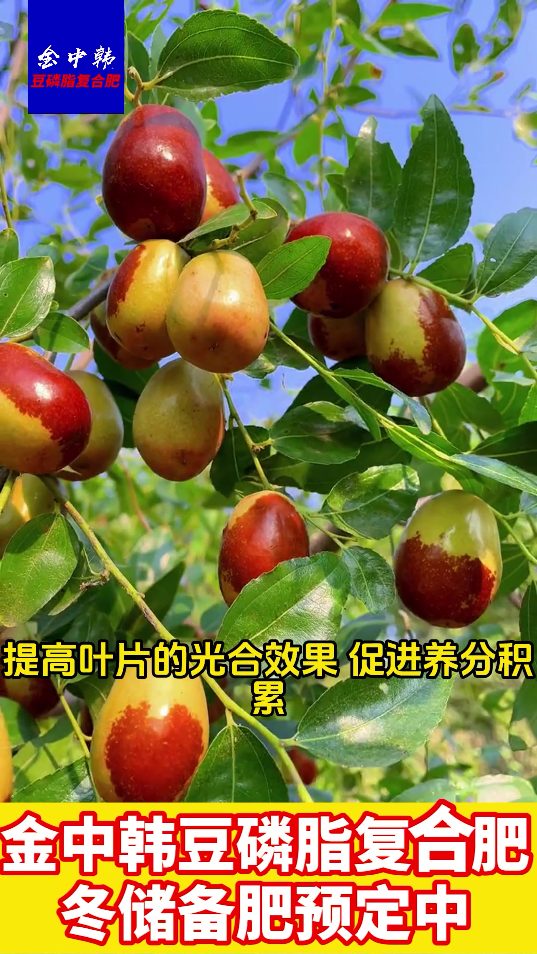 果树全年施肥大全——金中韩肥业全部都告诉您