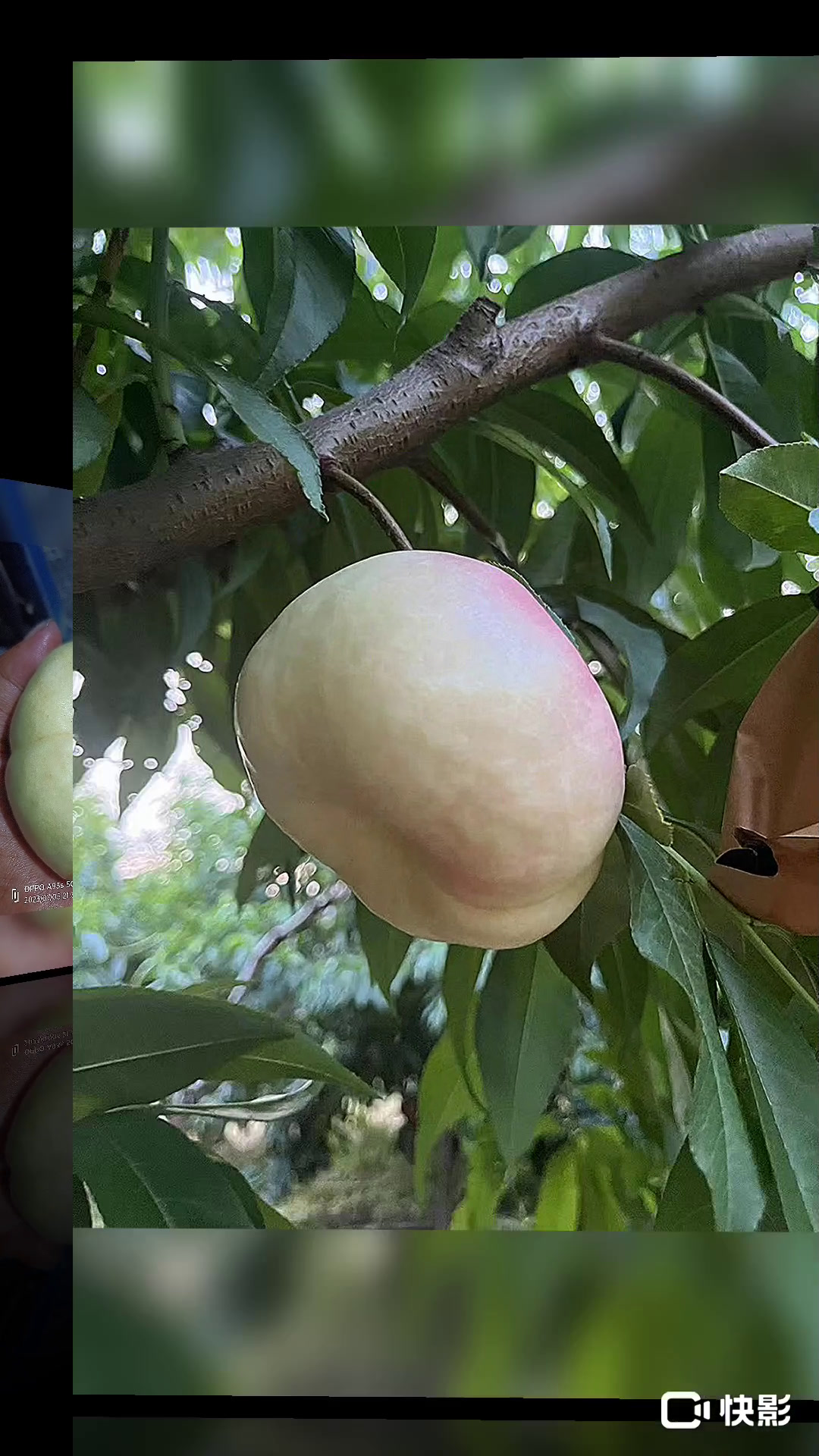 最好的桃品种都在这里