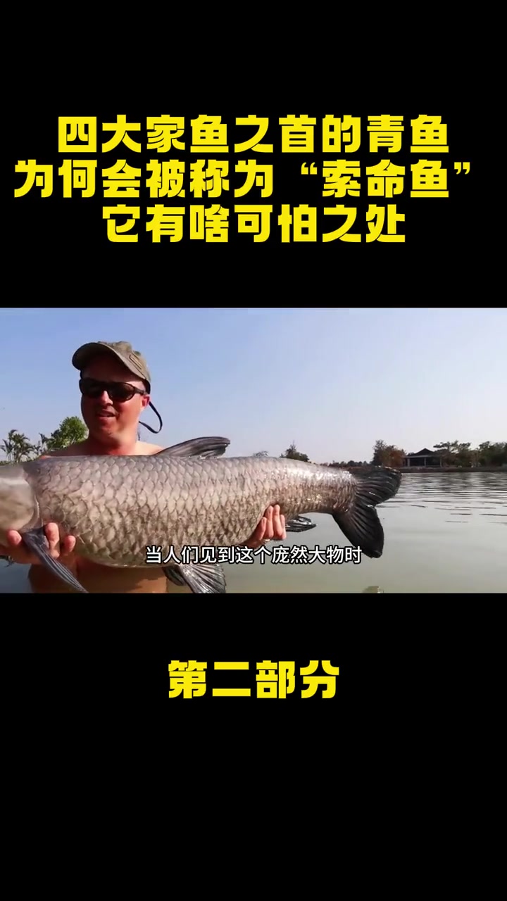 四大家鱼之首的青鱼,为何会被称为“索命鱼”?它有啥可怕之处?青鱼 索命鱼 鱼类 美食