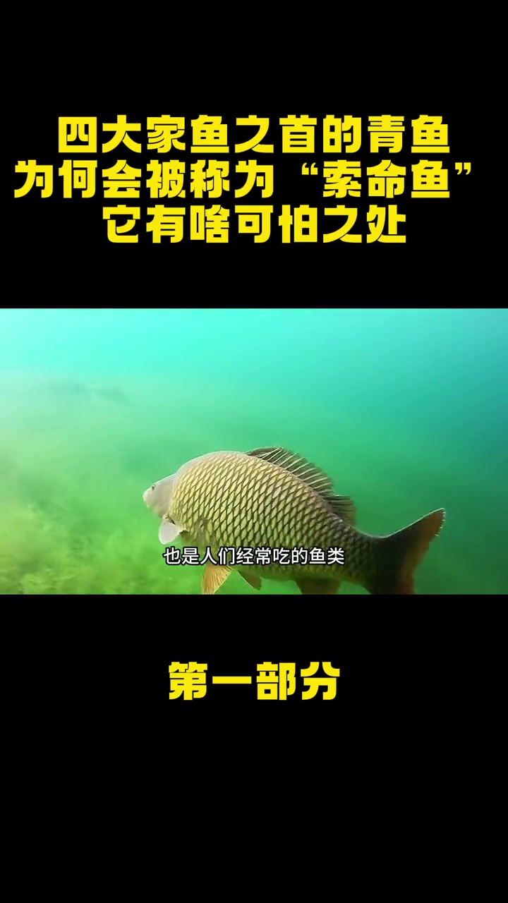 四大家鱼之首的青鱼,为何会被称为“索命鱼”?它有啥可怕之处?青鱼 索命鱼 鱼类 美食