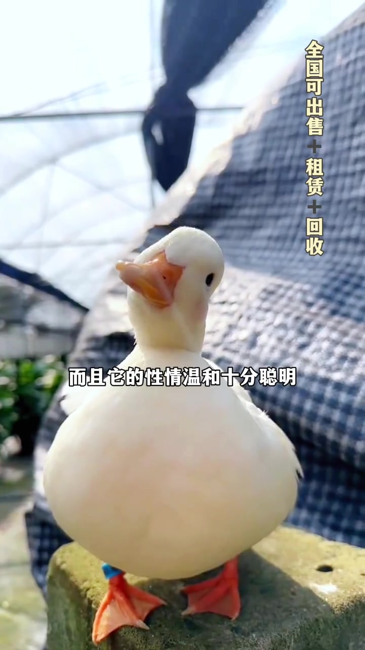 柯尔鸭为什么那么贵?