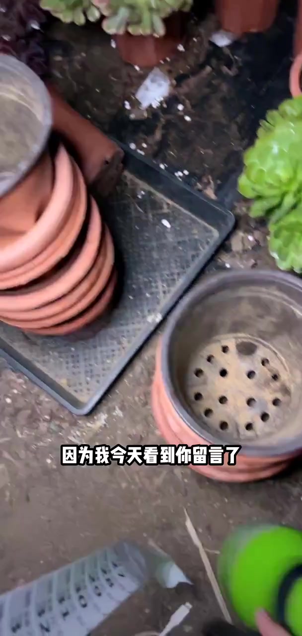 我推荐了 老桩多肉仙女杯2棵包邮,快来看看!