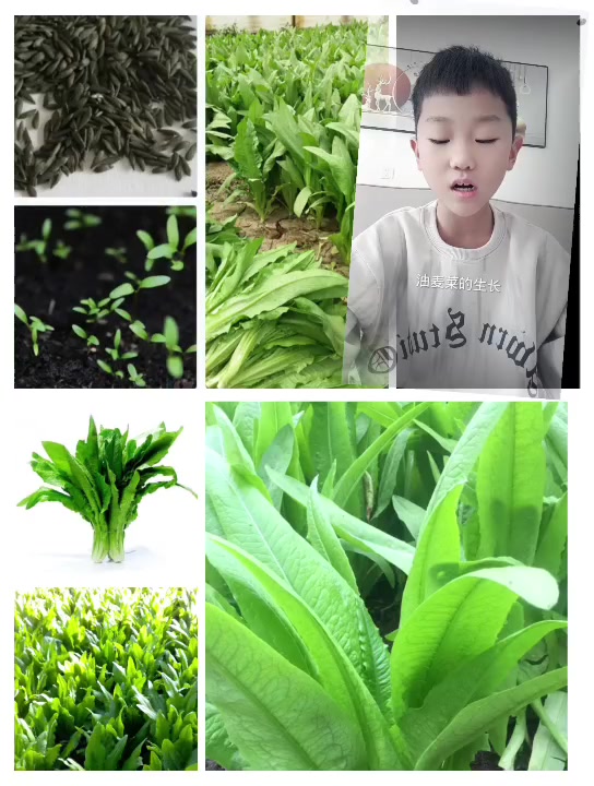 一粒种子的故事油麦菜