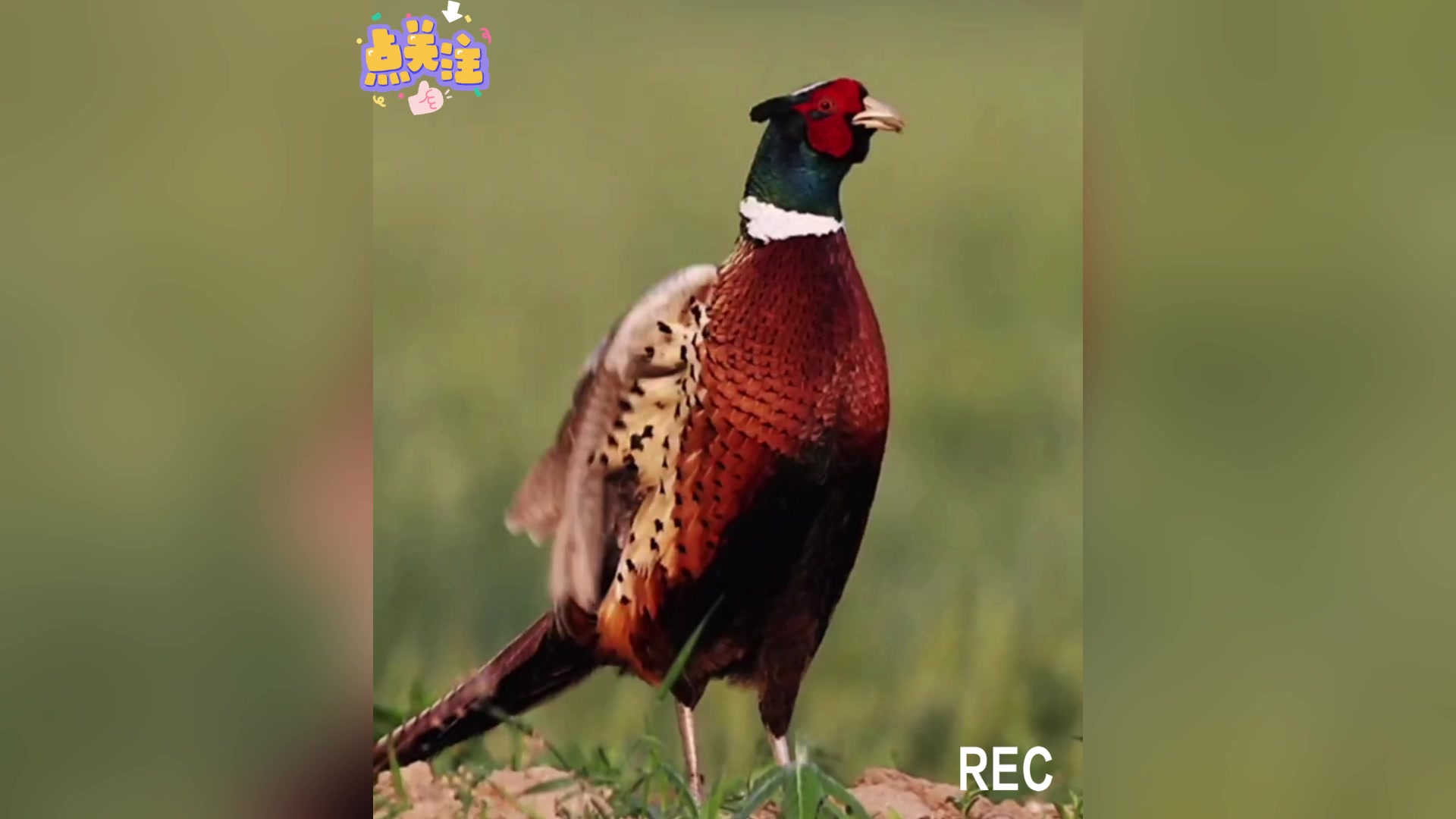 野鸡鸣叫....不错