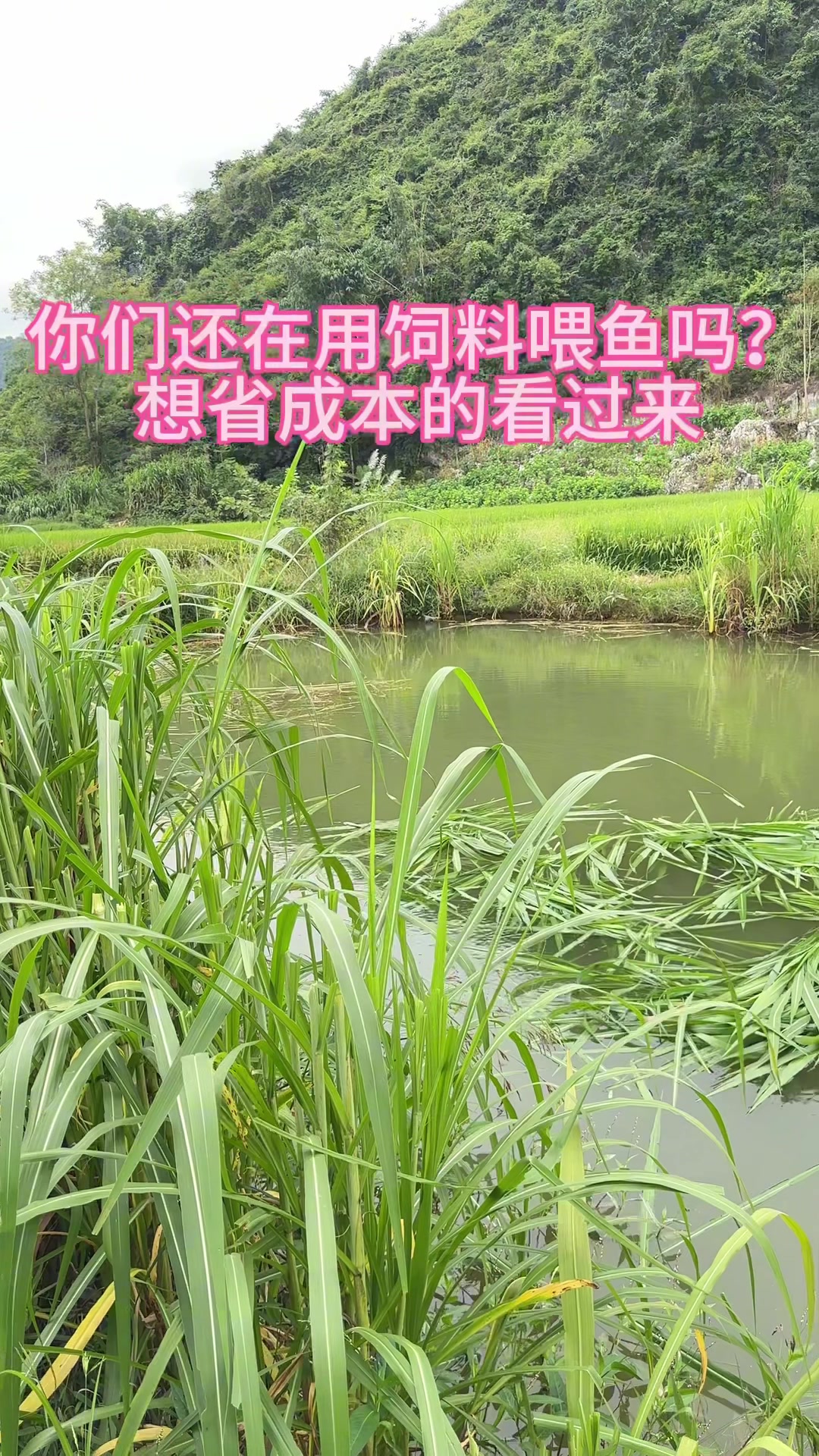 你们还在用饲料喂鱼吗?这款高产多年生牧草一定可以帮你们省钱!