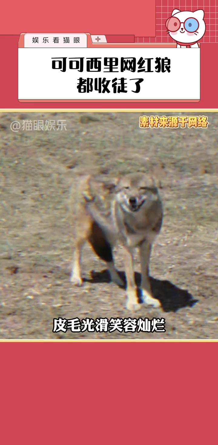 起猛了,可可西里网红狼都开始收徒了重生之我在国道做狗狼 可可西里 网红狼 蛋黄派 搞笑 动