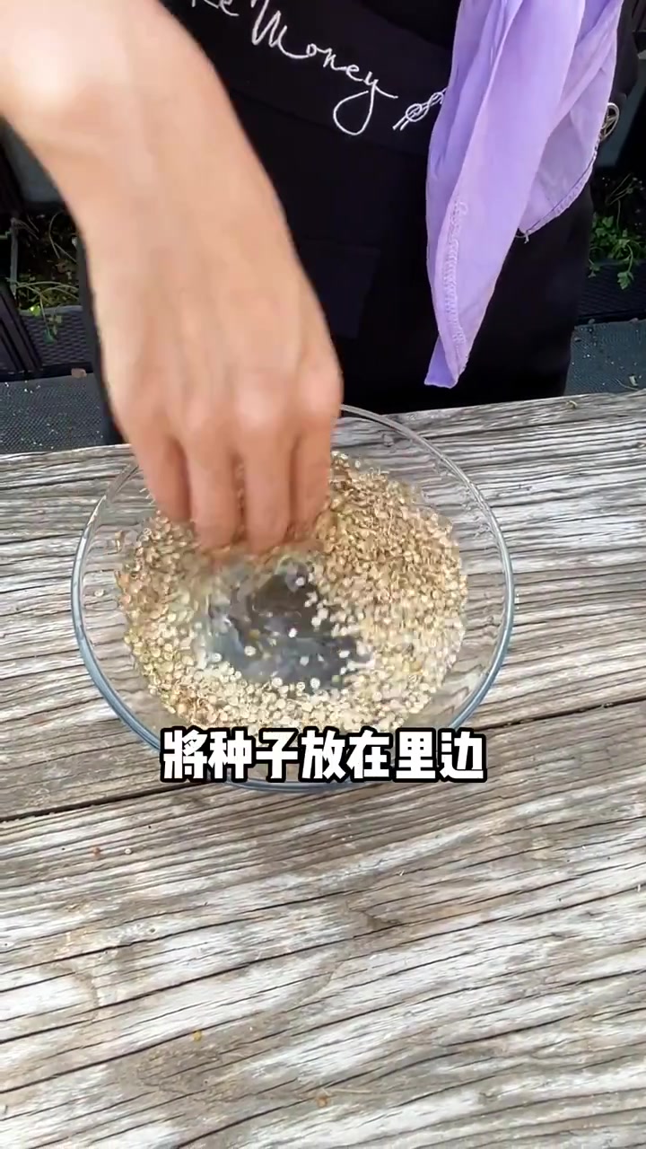 欢迎加入香菜教 看完这个完整的香菜种植教程