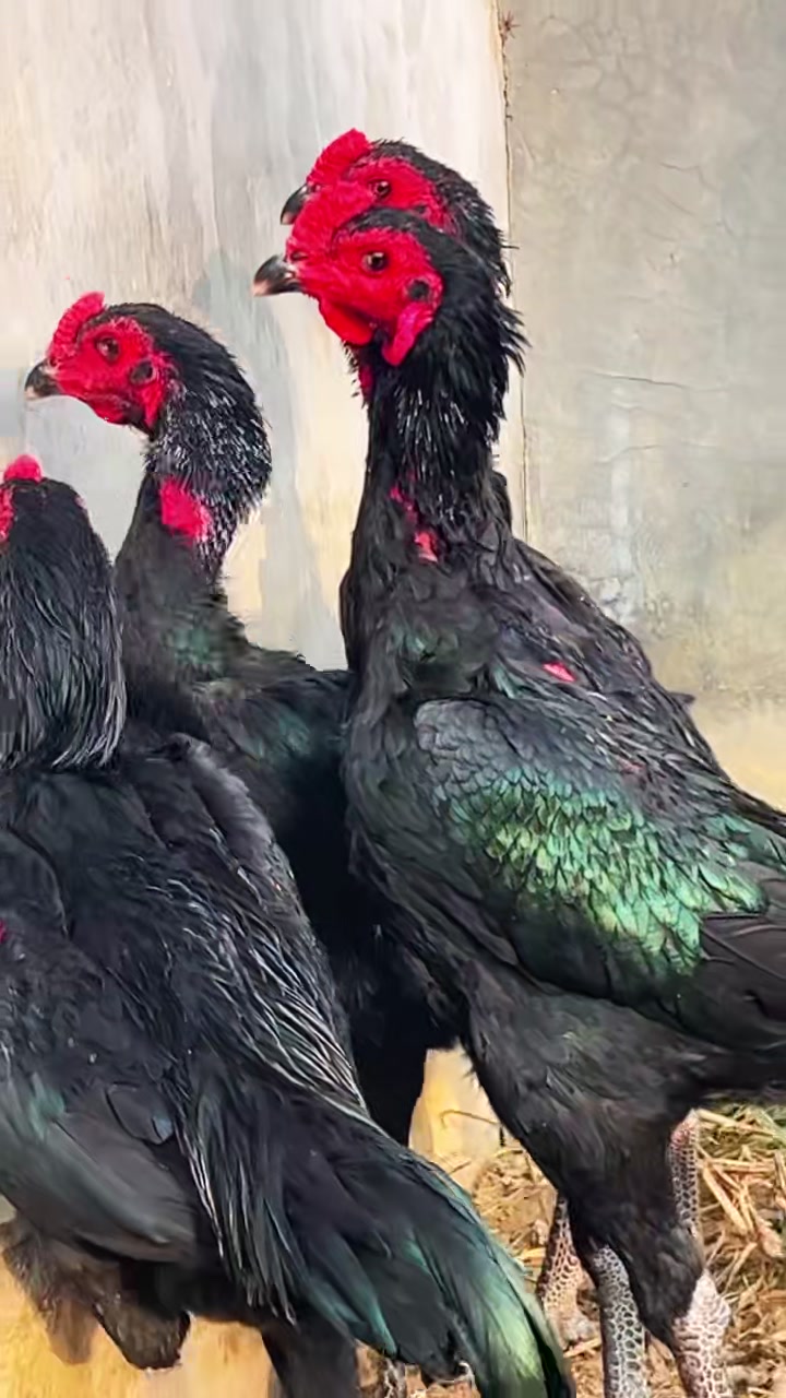 一窝四黑鬼子斗鸡进来欣赏一下