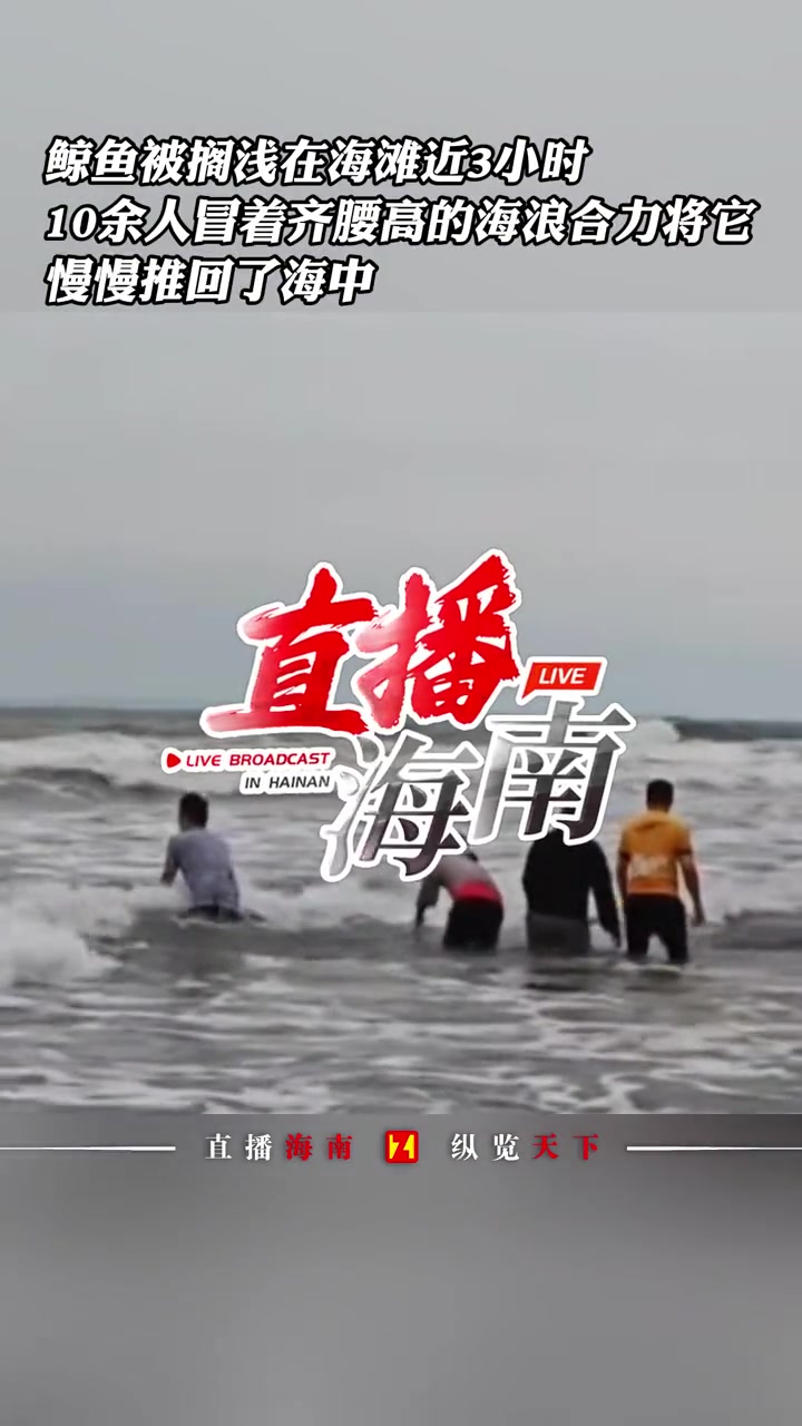 鲸鱼被搁浅在海滩近3小时,10余人冒着齐腰高的海浪合力将它慢慢推回了海中 鲸鱼 搁浅 暖心