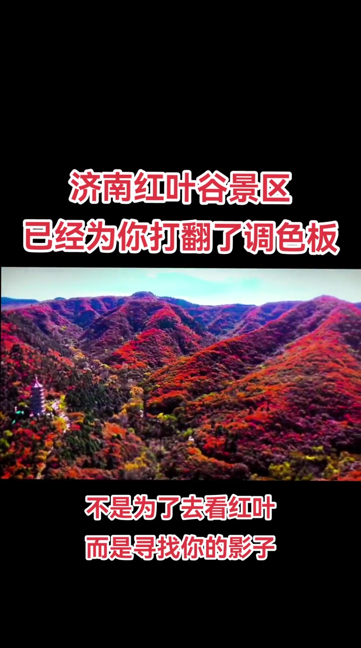 济南红叶谷位于济南市历城区仲宫镇,植被以野生的黄栌为主。每逢深秋,万山红遍,层林尽染,红叶