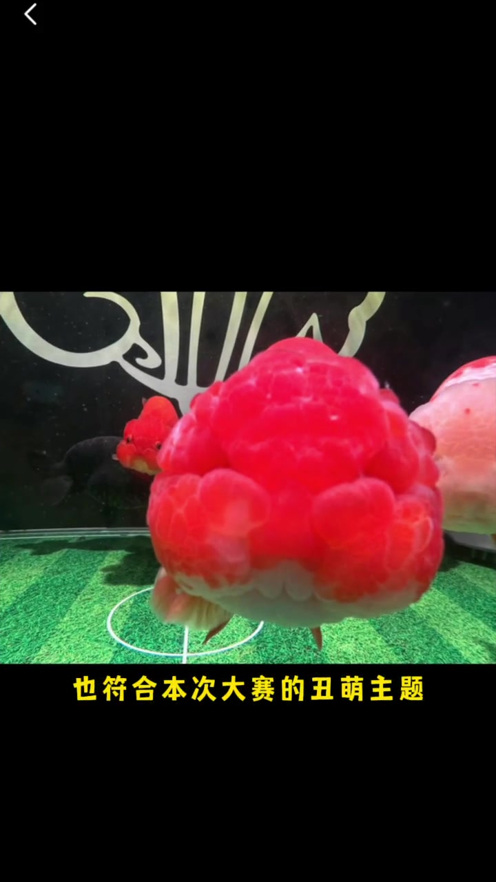 你们觉得谁是冠军 兰寿金鱼 萌宠 养鱼日志
