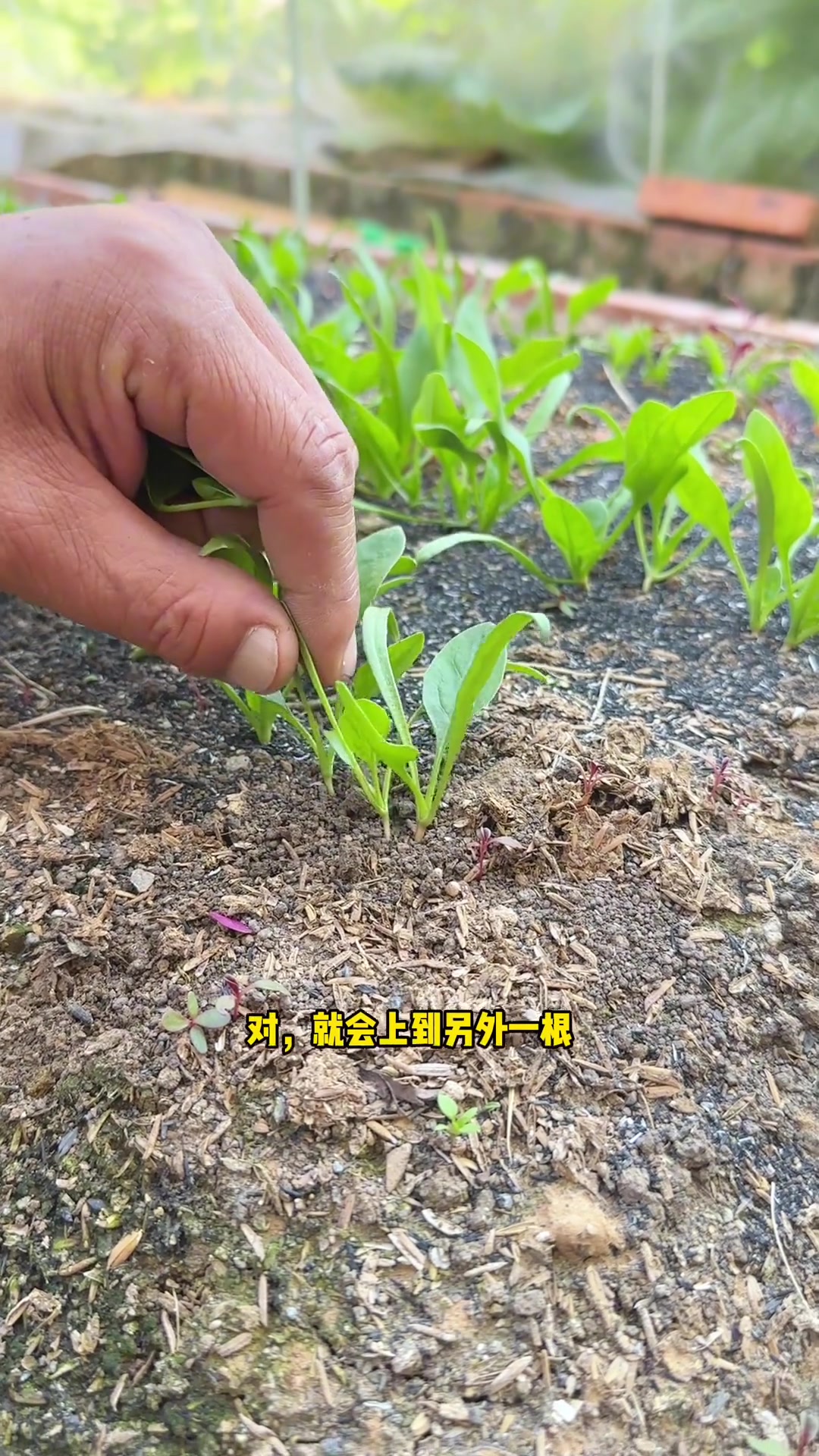 家庭种植的菠菜4片真叶之后需要间苗,除草与培土一并进行,有机肥种的菠菜会更甜美哦~ 阳台种