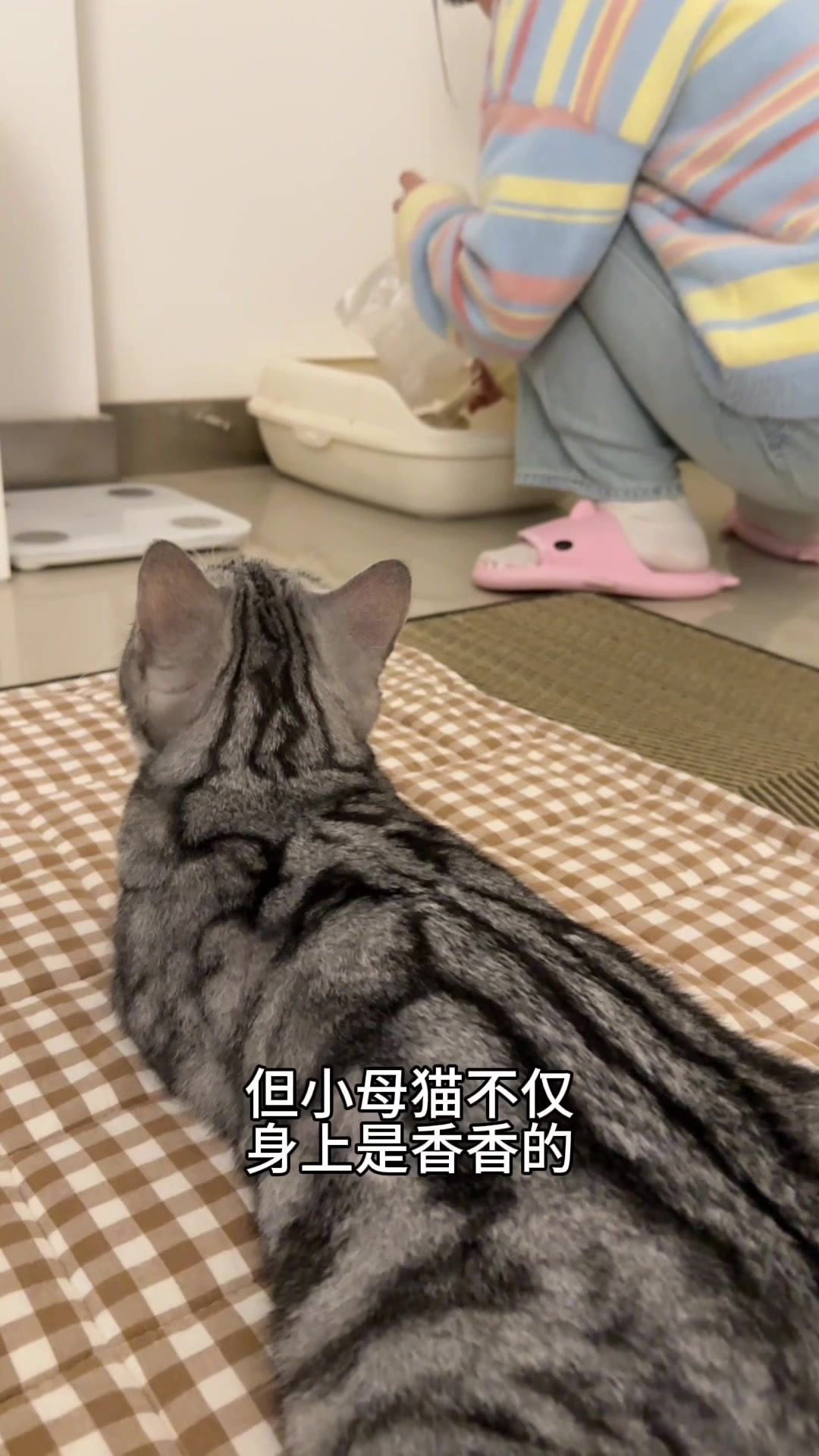 这么可爱的猫怎么有这么臭的粑粑啊!!?