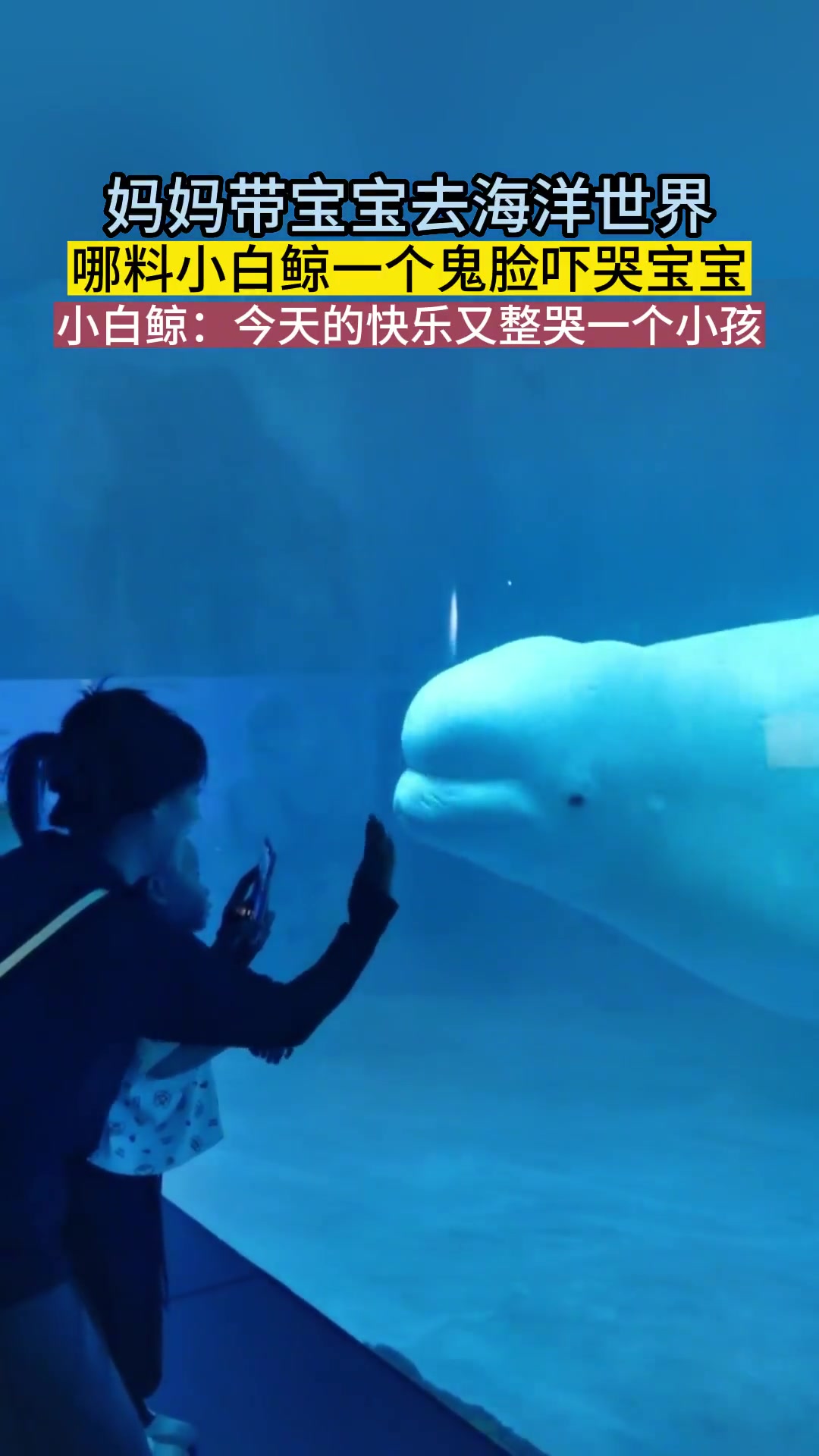 海洋世界里,小白鲸每天的乐趣就是整哭小孩,白鲸 一起看看海底世界 素材来源