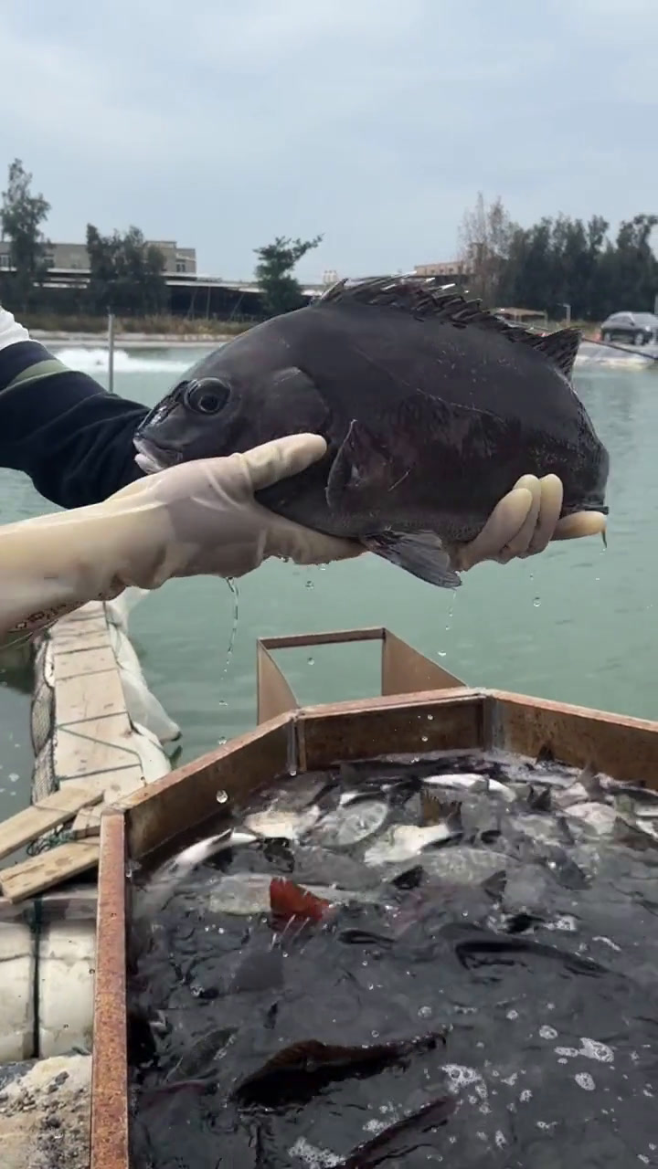 去厦门玩发380块就可以钓一天海鱼钓多少可以带走