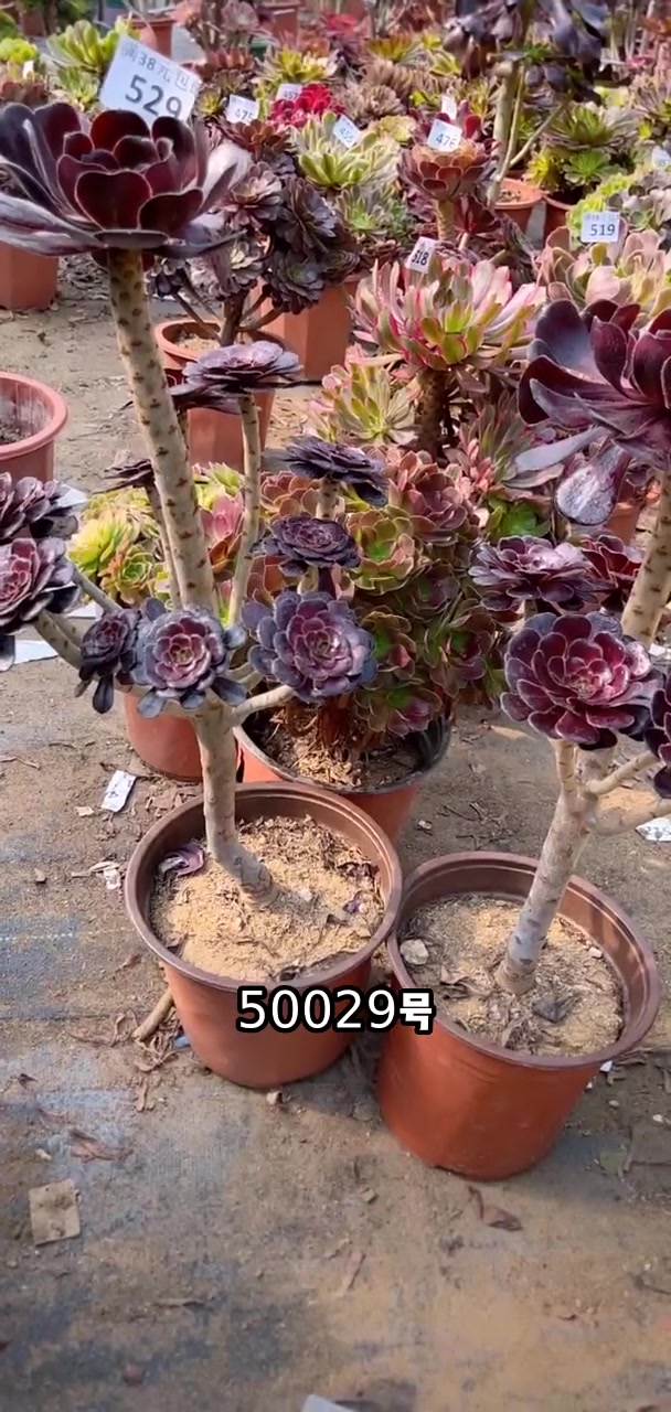 我推荐了 多肉植物莲花掌系列舞天姬大老桩,快来看看!