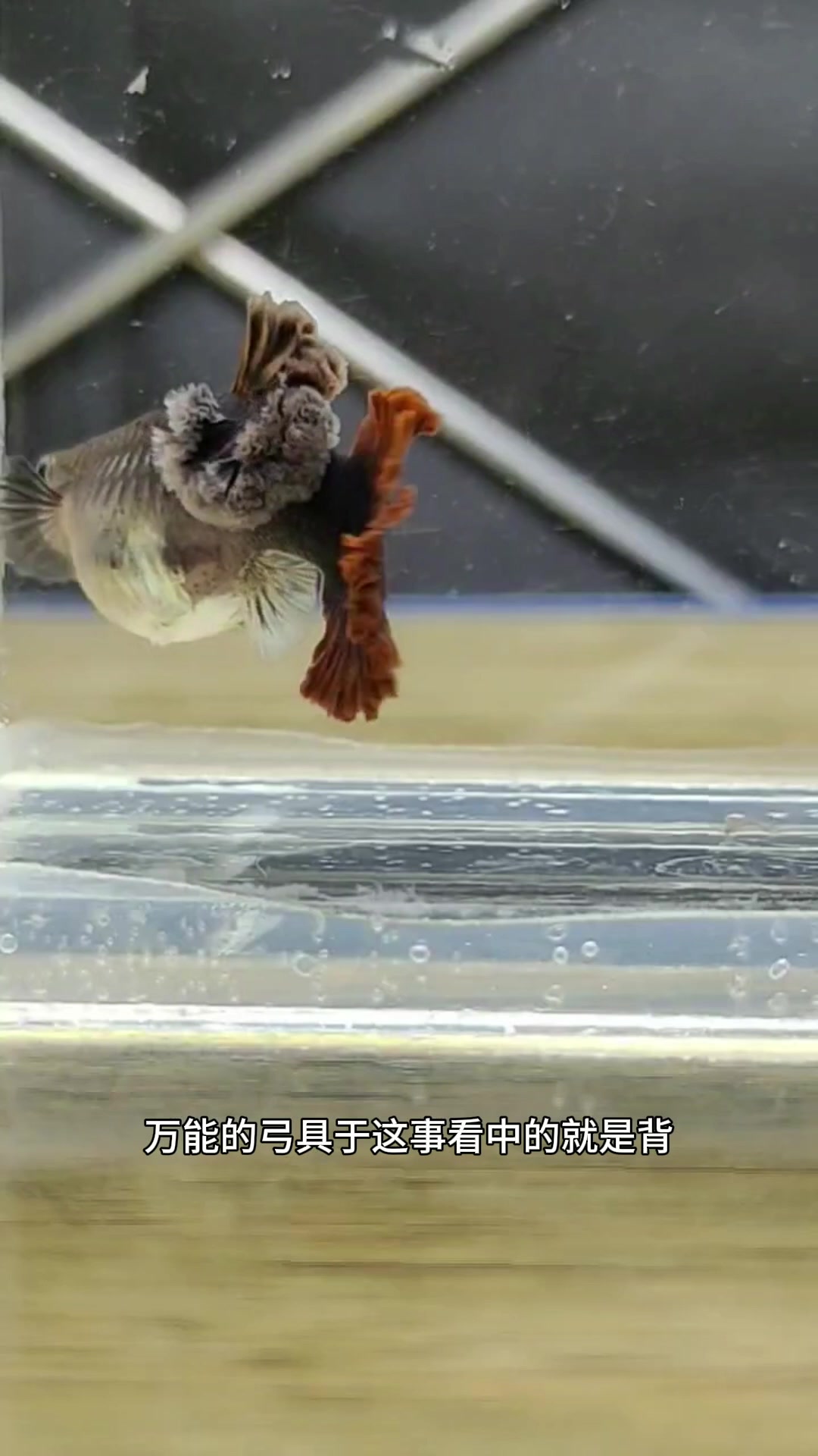 折扇孔雀鱼干货。