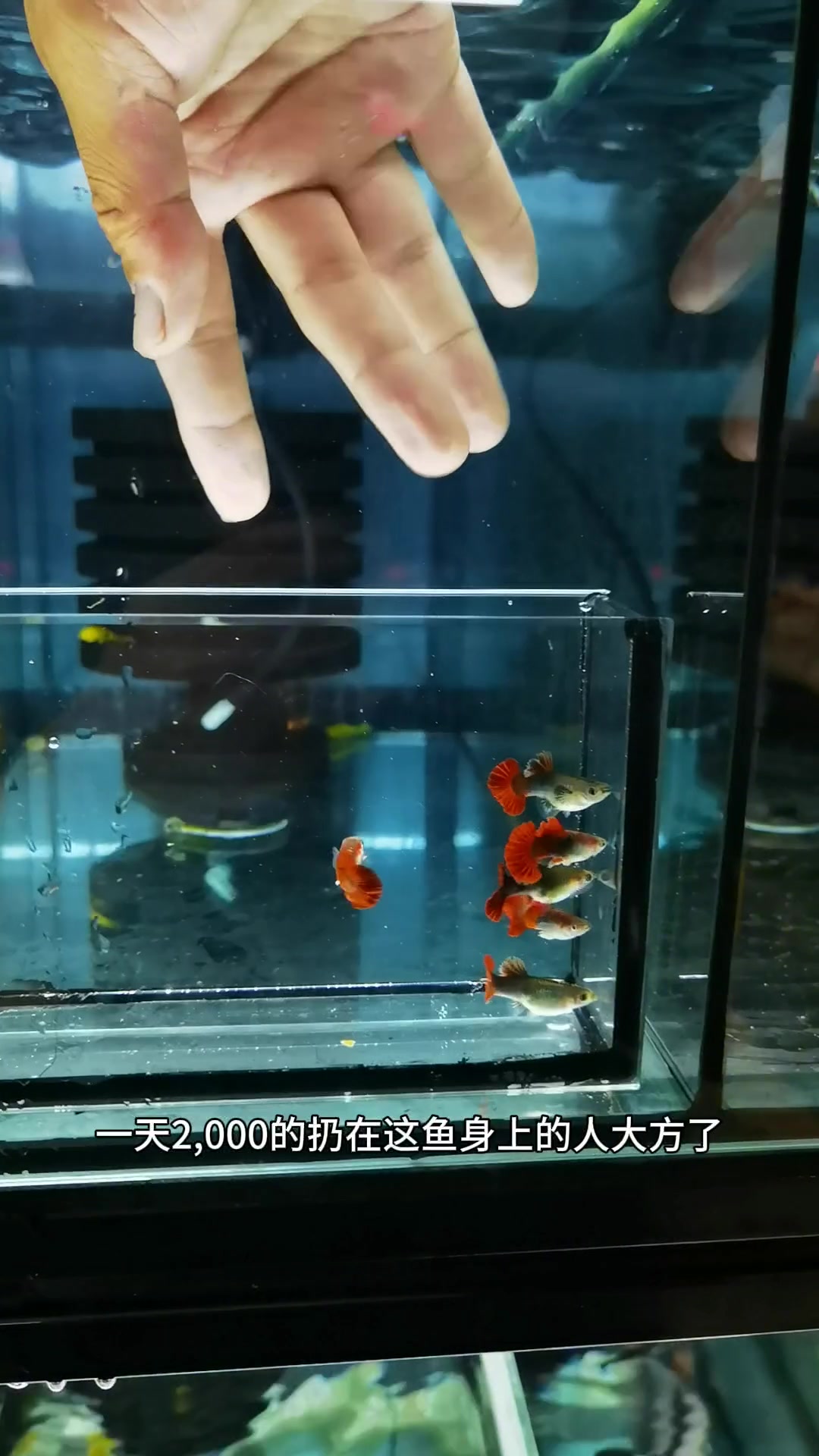 避坑孔雀鱼品种。