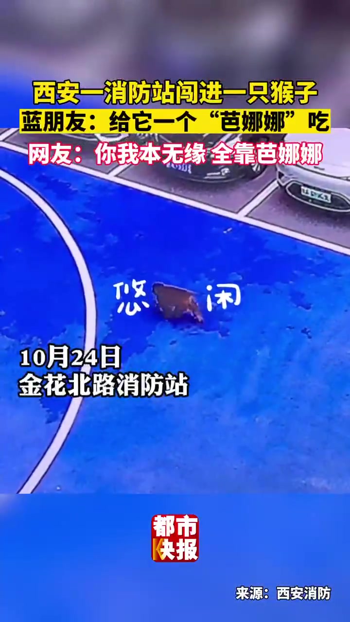 「猴哥闯进西安一消防站悠闲散步」10月24日,“猴哥”闯进金华北路消防站悠闲散步,灵活跳上