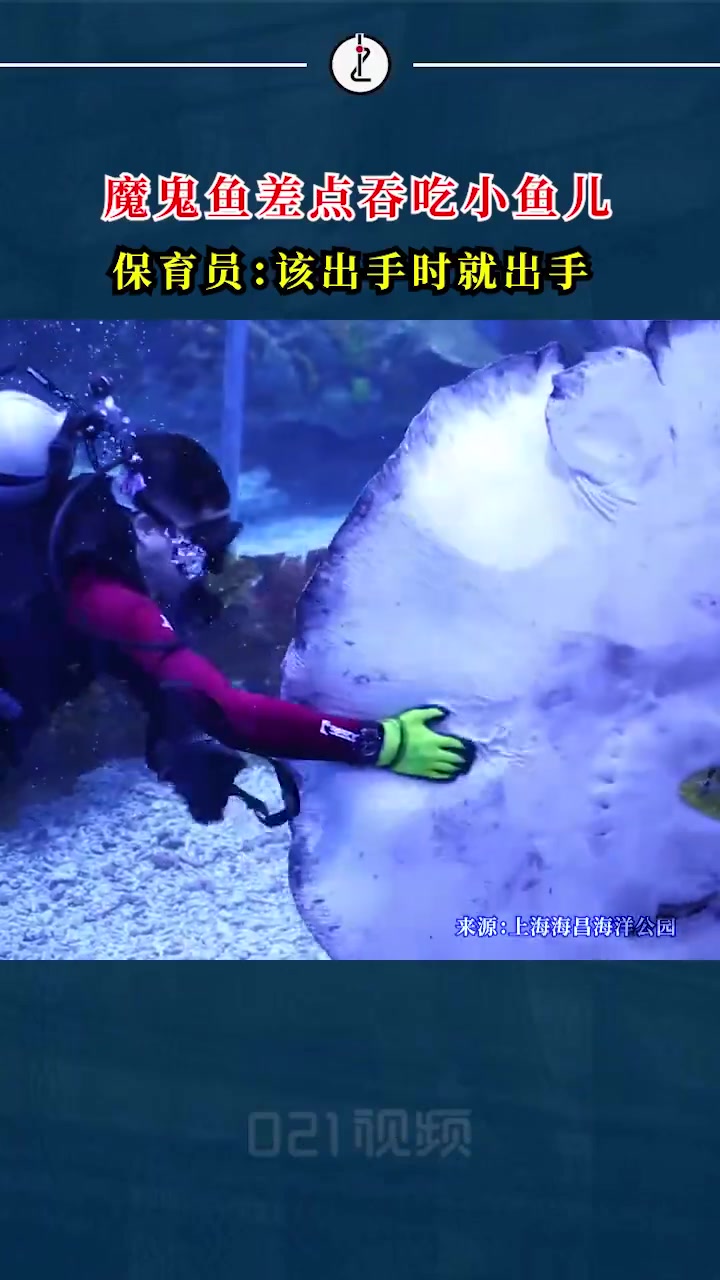 「惊险一幕!水族馆魔鬼鱼吃同事被保育员拦下」虎鲸被吓出表情包 近日,上海海昌海洋公园发有游