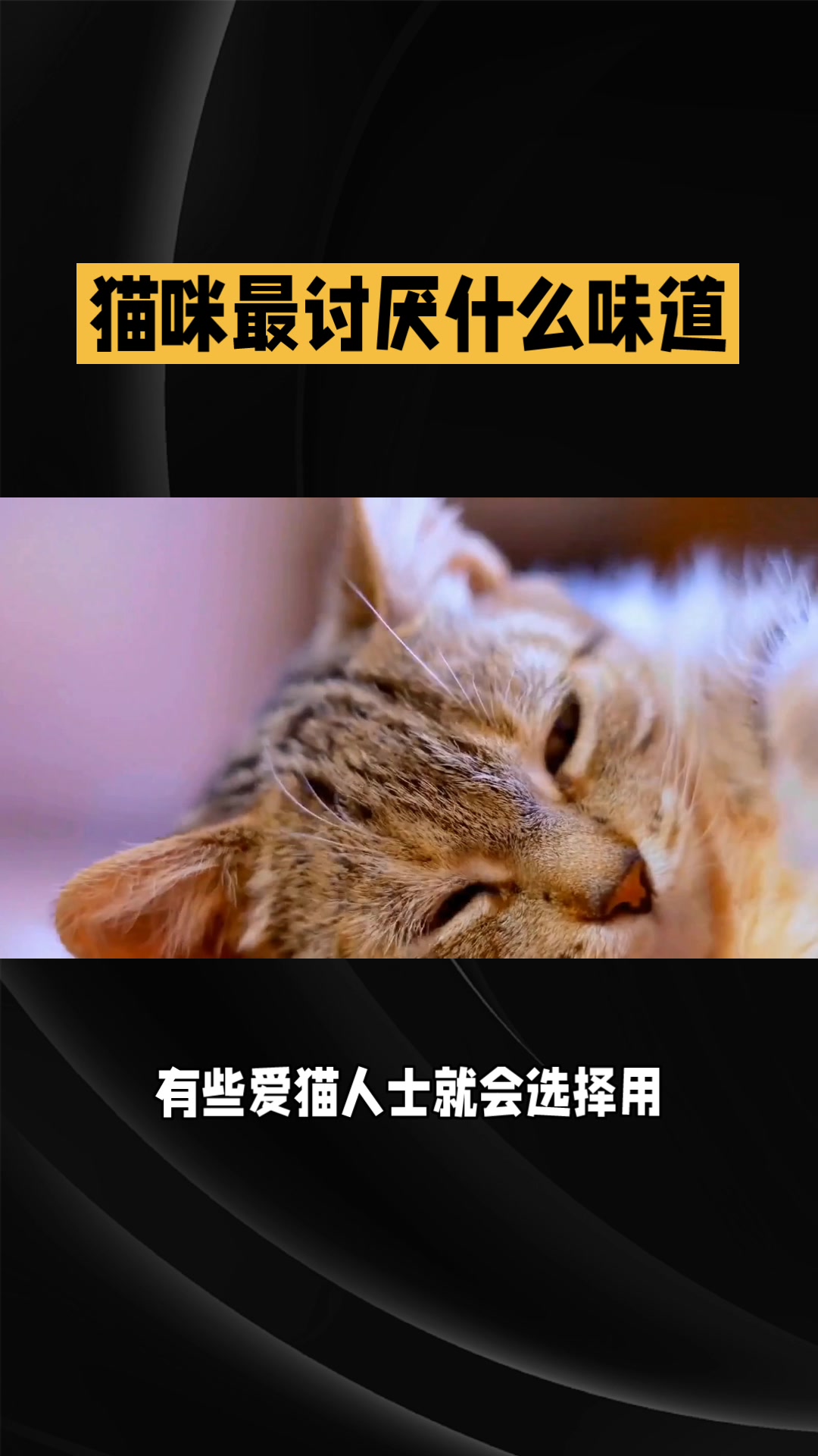 你知道猫咪最讨厌什么味道吗?