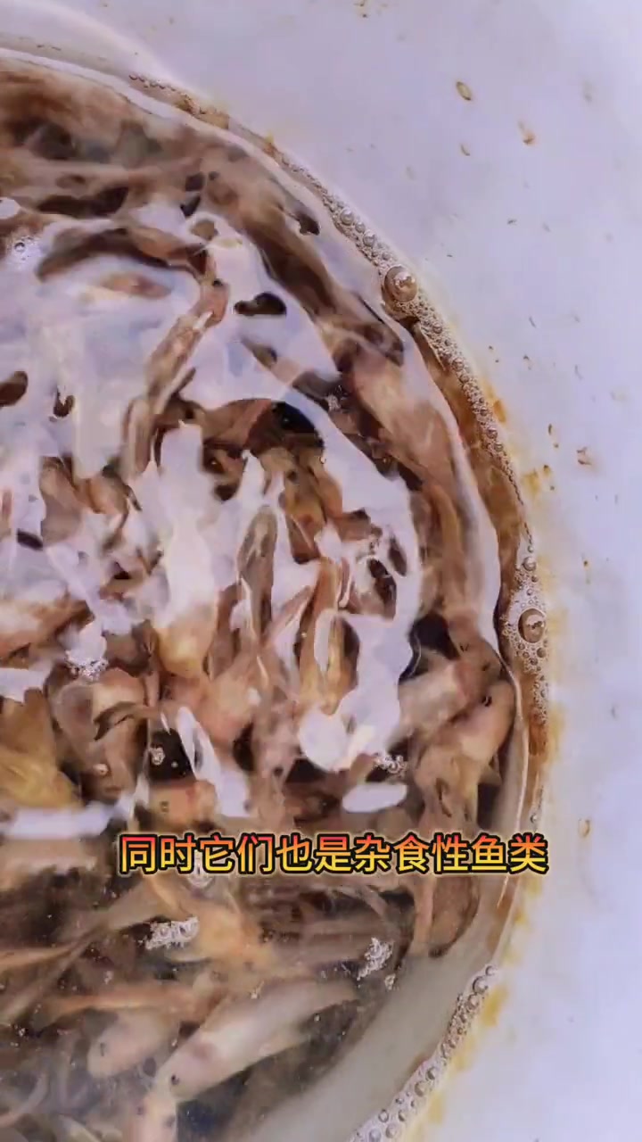 牛尾巴鱼苗,学名乌苏里拟鲿。水底层鱼类,杂食性鱼,体型修长颜色偏黄。牛尾巴鱼 养鱼 牛尾巴