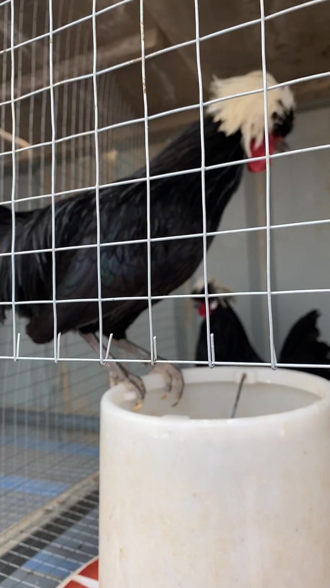 帽子鸡是观赏鸡回家就下蛋