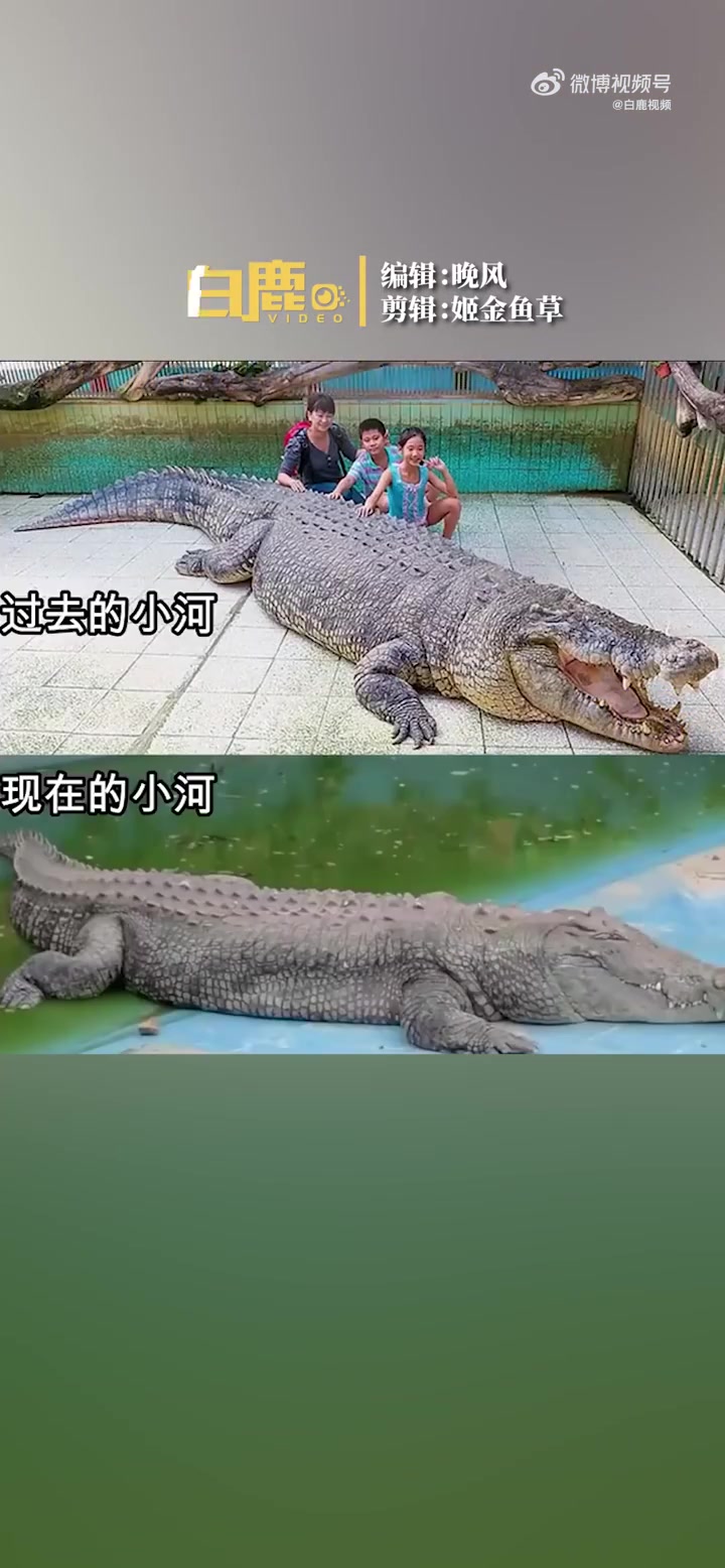 「鳄鱼小河曾被曝饲养不当瘦到变形」动物因病死亡动物园是否应担责 10月26日,福建厦门。厦