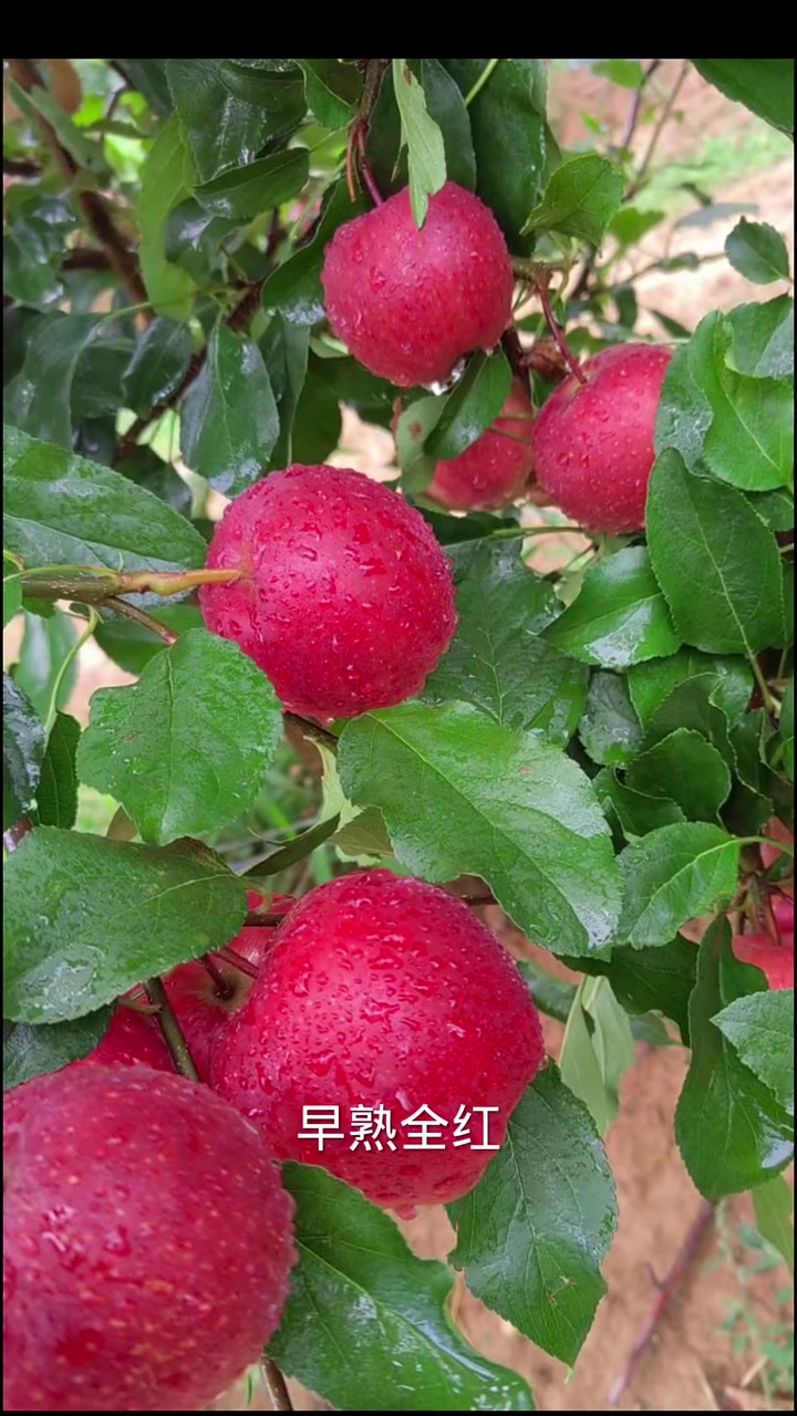 第50集|未来10年最值得发展的10个苹果新品种!你种过几个?