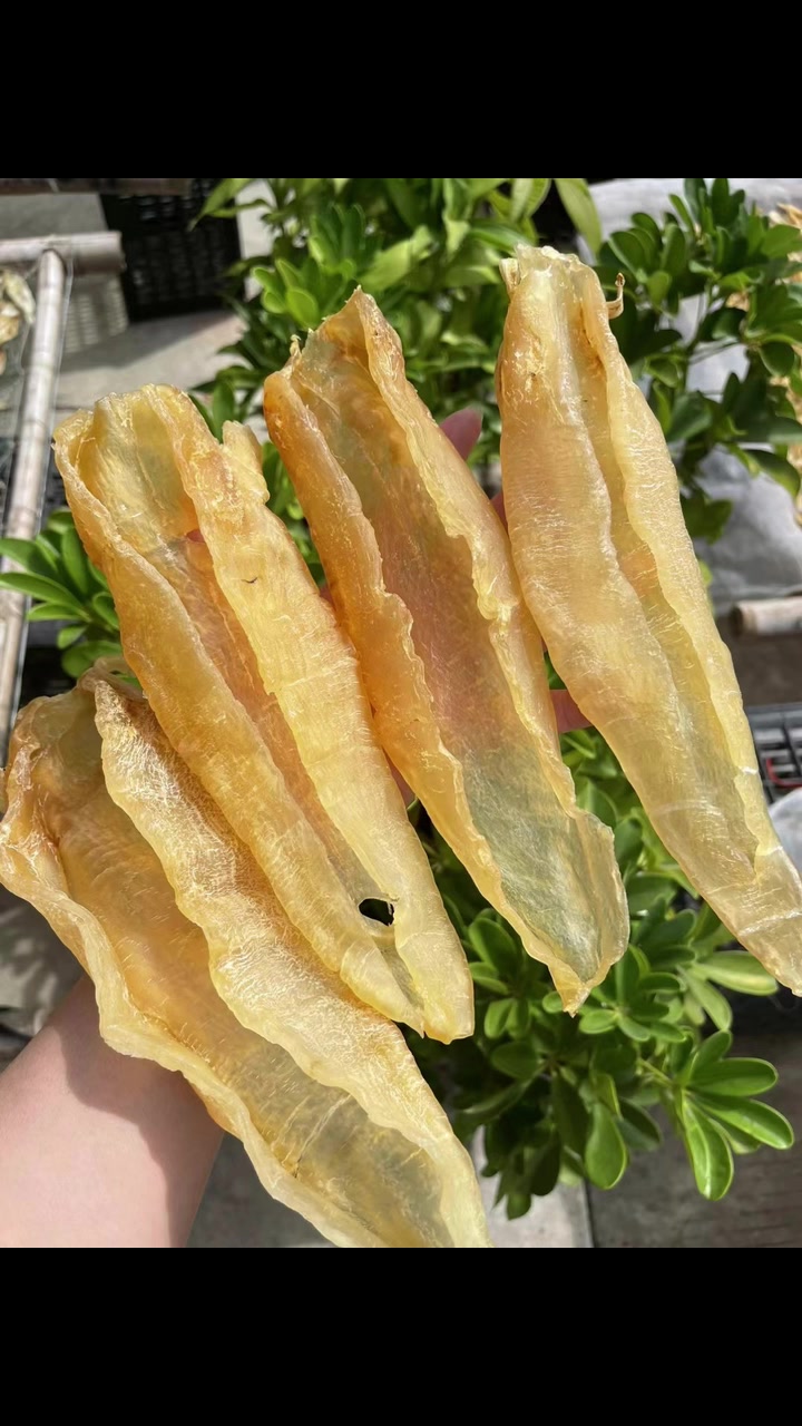 北海胶​,一斤5头,4头,野生,短身厚肉​[哇]又称