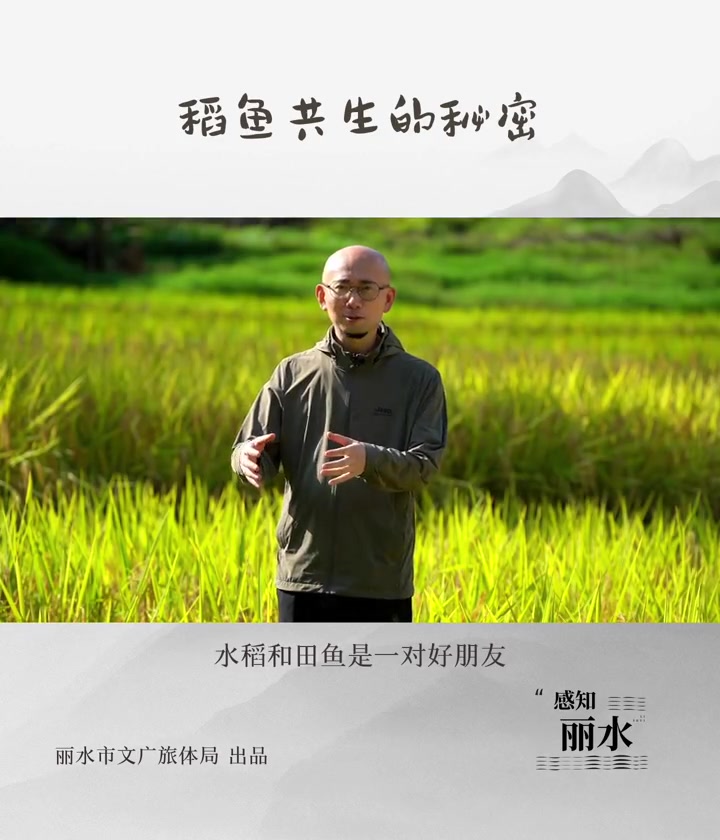 稻鱼共生的秘密 感知丽水 稻鱼共生 全球重要农业文化遗产