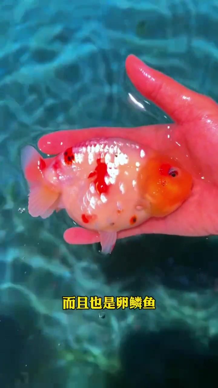 第一集.兰寿入坑指南(颜色分类)兰寿金鱼 观赏鱼